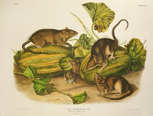 Rat brun ou de Norvège, gravé par John T. Bowen, publié en 1845 - John James Audubon